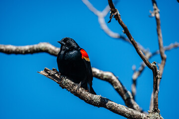 Red-winged Blackbird is a passerine bird found in most of North America and much of Central America