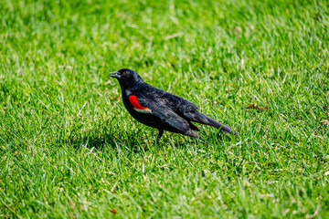 Red-winged Blackbird is a passerine bird found in most of North America and much of Central America