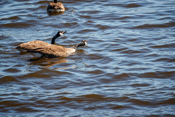 Nesting geese on the St. Lawrence River