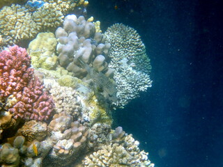 Wide shot of coral and reef inhabitants