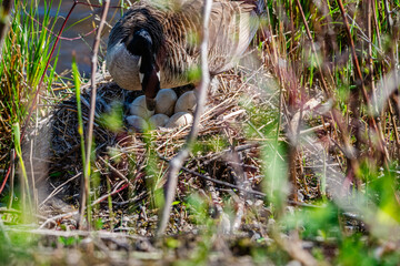 Nesting geese on the St. Lawrence River