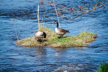 Nesting geese on the St. Lawrence River