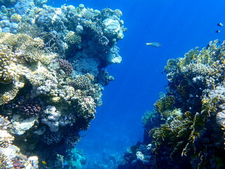 Wide shot of coral and reef inhabitants