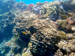 Wide shot of coral and reef inhabitants