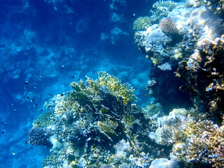 Wide shot of coral and reef inhabitants