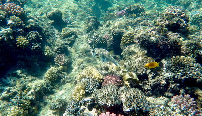 Wide shot of coral and reef inhabitants
