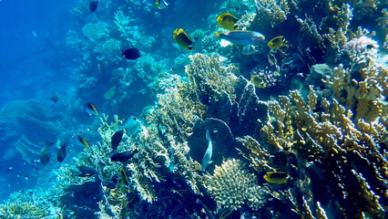 Wide shot of coral and reef inhabitants