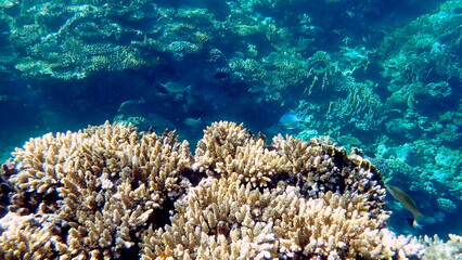 Wide shot of coral and reef inhabitants