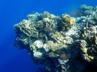 Wide shot of coral and reef inhabitants