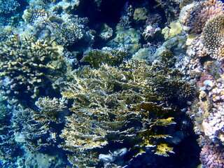 Wide shot of coral and reef inhabitants