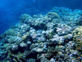 Wide shot of coral and reef inhabitants
