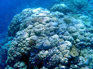 Wide shot of coral and reef inhabitants