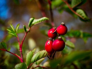 autumn nature in the european forest