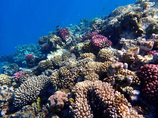 Wide shot of coral and reef inhabitants