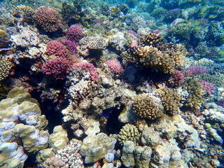 Fototapeta premium Wide shot of coral and reef inhabitants