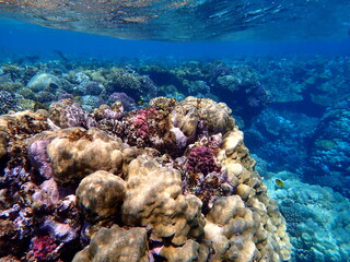 Wide shot of coral and reef inhabitants