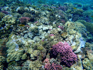Wide shot of coral and reef inhabitants