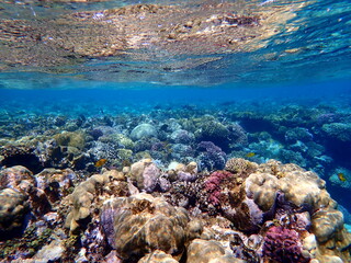 Wide shot of coral and reef inhabitants