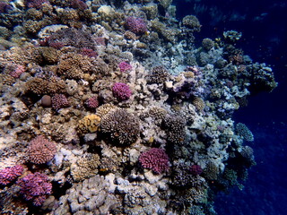 Wide shot of coral and reef inhabitants