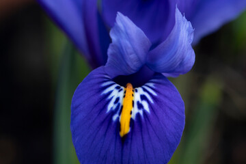 Bright blue Dwarf Iris Reticulata in flower in spring