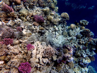 Wide shot of coral and reef inhabitants
