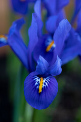Bright blue Dwarf Iris Reticulata in flower in spring
