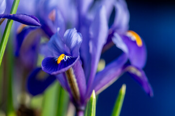 Bright blue Dwarf Iris Reticulata in flower in spring