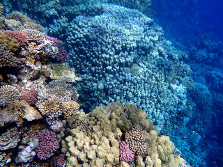 Wide shot of coral and reef inhabitants