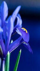 Bright blue Dwarf Iris Reticulata in flower in spring