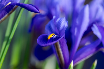 Bright blue Dwarf Iris Reticulata in flower in spring