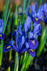 Bright blue Dwarf Iris Reticulata in flower in spring