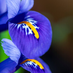 Bright blue Dwarf Iris Reticulata in flower in spring
