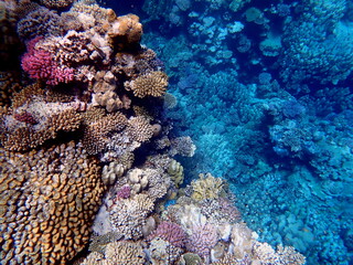 Wide shot of coral and reef inhabitants