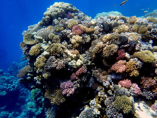 Wide shot of coral and reef inhabitants