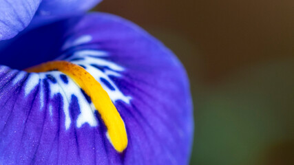 Bright blue Dwarf Iris Reticulata in flower in spring