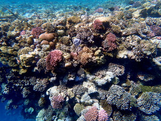 Wide shot of coral and reef inhabitants