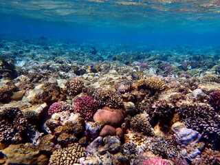 Wide shot of coral and reef inhabitants
