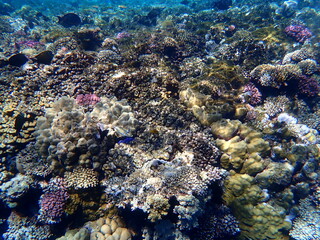 Wide shot of coral and reef inhabitants