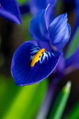 Bright blue Dwarf Iris Reticulata in flower in spring
