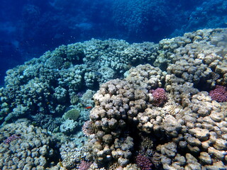 Wide shot of coral and reef inhabitants