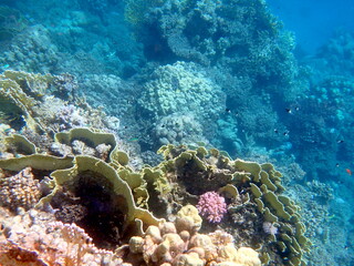 Wide shot of coral and reef inhabitants