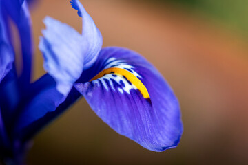 Bright blue Dwarf Iris Reticulata in flower in spring