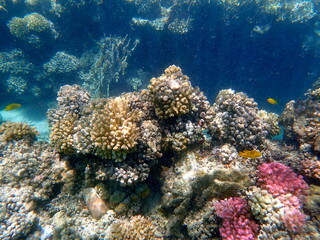 Wide shot of coral and reef inhabitants