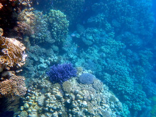 Wide shot of coral and reef inhabitants