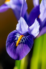 Bright blue Dwarf Iris Reticulata in flower in spring