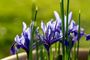 Bright blue Dwarf Iris Reticulata in flower in spring