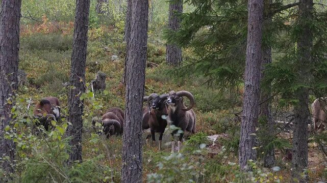 herd of mouflons in scandinavian forest 328