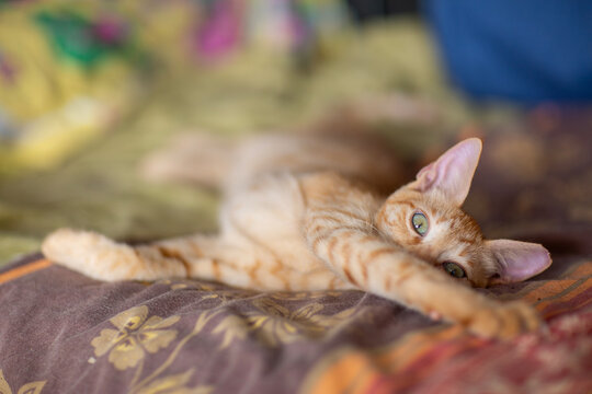 red haired cat in shelter close up photo. High quality photo