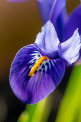 Bright blue Dwarf Iris Reticulata in flower in spring