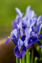 Bright blue Dwarf Iris Reticulata in flower in spring